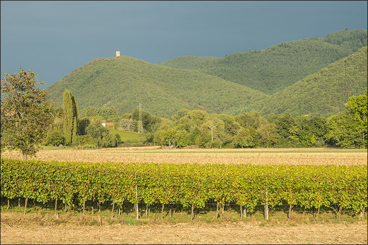 Vallée de Munster.