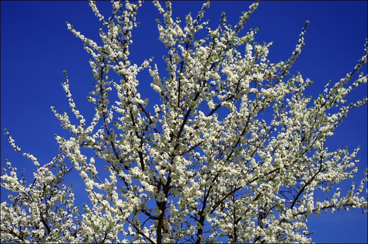 Couleurs de printemps.