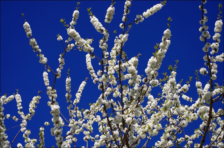 Couleurs de printemps.