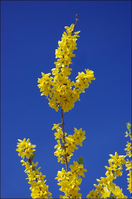 Couleurs de printemps.