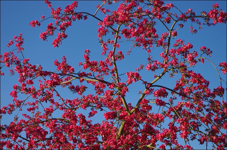 Couleurs de printemps.