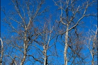 68230-Soultzbach-les-Bains. Couleurs de printemps.  Arbres à la ruine du château de Haneck.