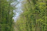 68-Munchhouse.  Foret domaniale de la Hardt. : 68,Munchhouse,Foret,domaniale,Hardt