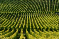 Vallée de Munster.  Vignoble à Wihr-au-val. : 68,vignoble,Vallée,Munster