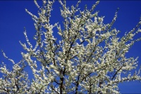 Couleurs de printemps.  Cerisier. : 68,Couleurs,printemps