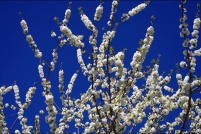 Couleurs de printemps.  Cerisier. : 68,Couleurs,printemps
