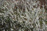 Couleurs de printemps.  Epine noire. : 68,Couleurs,printemps