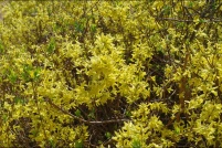 Couleurs de printemps.  Forsythia. : 68,Couleurs,printemps