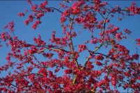 Couleurs de printemps.  pommier du japon. : 68,Couleurs,printemps