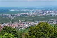 68920 - Wintzenheim.  Point de vue depuis le château du Hohlandsbourg sur Wintzenheim, en bas et Colmar en haut à droite. : 68, Château, alsace, haut-rhin, ruine
