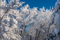 68140 Stosswihr.  Hêtraie d'altitude en hiver. : 68, Alsace, crêtes, haut-rhin,neige