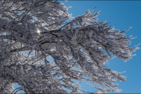 68140 Stosswihr.  Hêtraie d'altitude en hiver. : 68, Alsace, crêtes, haut-rhin,neige