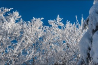 68140 Stosswihr.  Hêtraie d'altitude en hiver. : 68, Alsace, crêtes, haut-rhin,neige