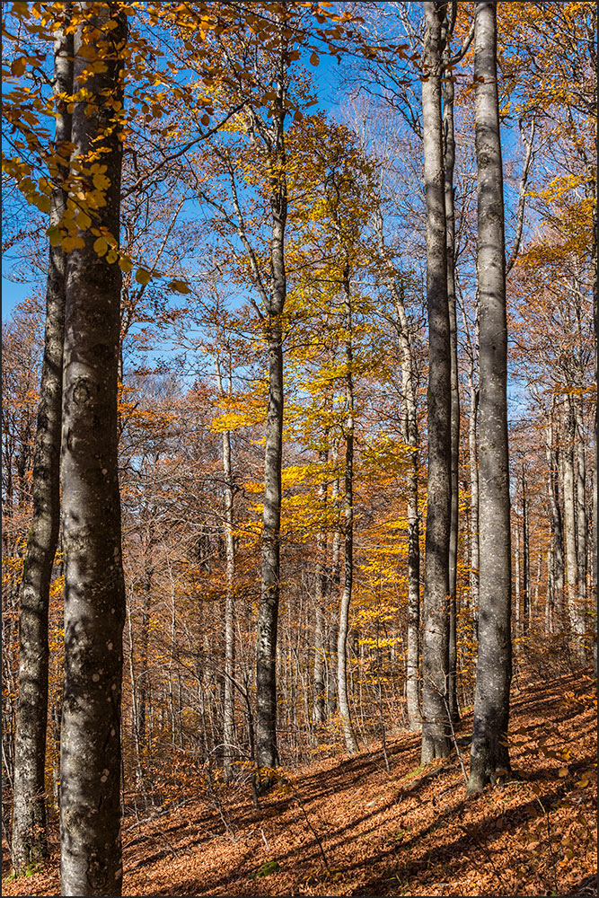 Hêtraie d'altitude en automne.