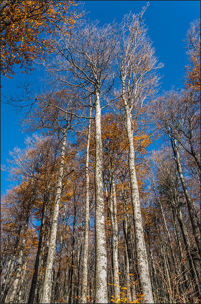 Hêtraie d'altitude en automne.