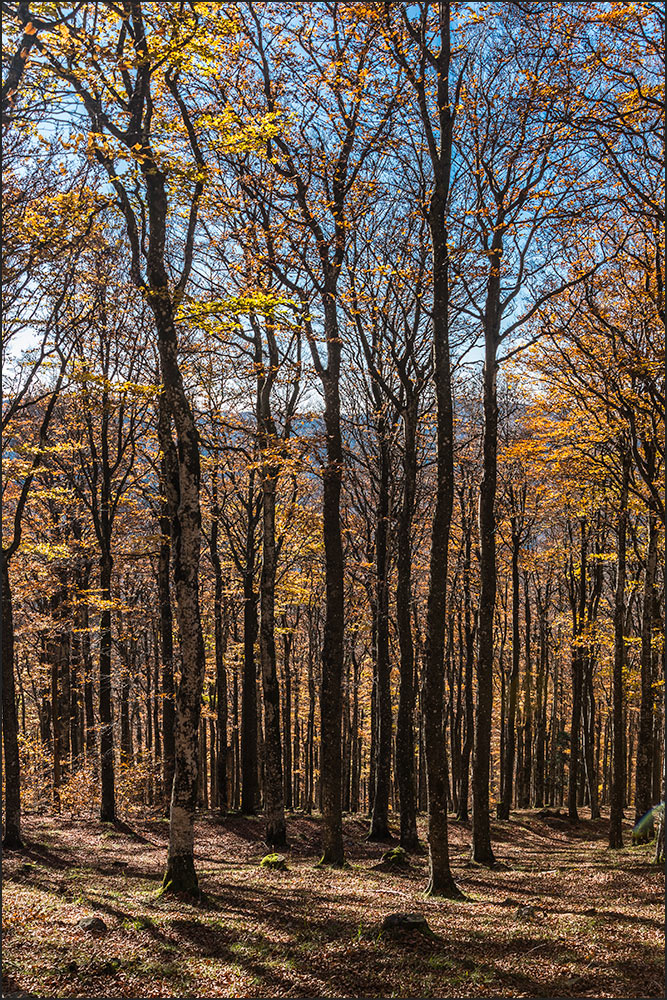 Hêtraie d'altitude en automne.