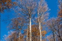 Hêtraie d'altitude en automne. : Alsace