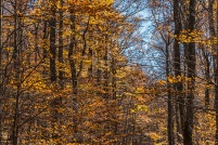 Hêtraie d'altitude en automne. : Alsace