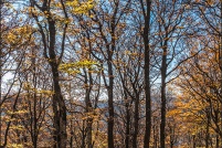 Hêtraie d'altitude en automne. : Alsace