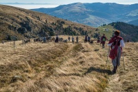 68140-Stosswihr.  Transhumance d'automne le 2 Novembre 2015. : 68,haut-rhin,Stosswihr,Alsace,Vosges,transhumance