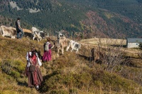 68-Autre-transhumance