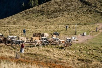 68140-Stosswihr.  Transhumance d'automne le 2 Novembre 2015. : 68,haut-rhin,Stosswihr,Alsace,Vosges,transhumance