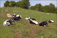 68760-Willer-sur-Thur.  Ferme-auberge du Ballon. : 68,Willer-sur-Thur,ferme,auberge,Ballon