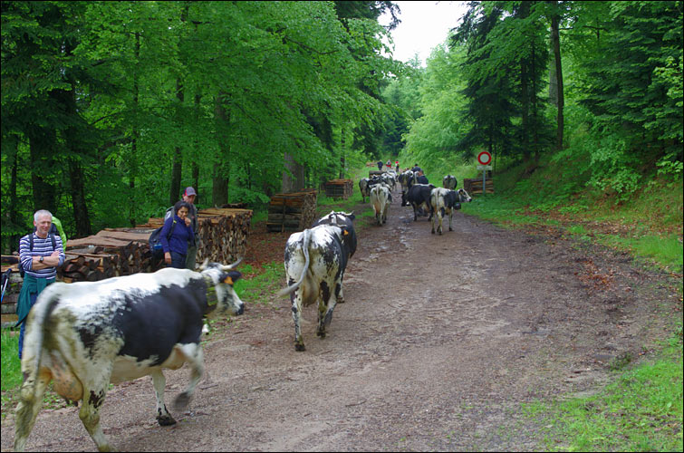 68230 Wasserbourg.