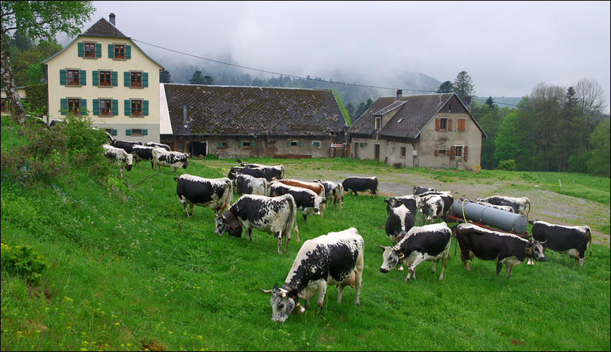 68230 Wasserbourg.