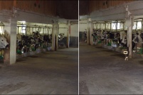 68230 Wasserbourg.  Tous les ans, au printemps et en automne la vallée de Munster est le théâtre de la fête de la transhumance. A cette occasion vous pouvez accompagner les troupeaux qui montent passer l’été sur les chaumes ou qui redescendent en automne. Le 12 mai 2012, nous voyons ici la transhumance du troupeau de la ferme-auberge du Buchwald, mais c’est la même chose pour ceux des autres fermes. Les vaches de race vosgienne, dont c’est un peu la fête sont à l’honneur, à cette occasion les cloches sont mises au cou des bêtes. : 68,Wasserbourg,ferme,auberge,Buchwald,transhumance