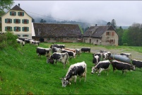 68-Ferme-auberge-Buchwald-transhumance