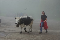 68230 Wasserbourg.  Tous les ans, au printemps et en automne la vallée de Munster est le théâtre de la fête de la transhumance. A cette occasion vous pouvez accompagner les troupeaux qui montent passer l’été sur les chaumes ou qui redescendent en automne. Le 12 mai 2012, nous voyons ici la transhumance du troupeau de la ferme-auberge du Buchwald, mais c’est la même chose pour ceux des autres fermes. Les vaches de race vosgienne, dont c’est un peu la fête sont à l’honneur, à cette occasion les cloches sont mises au cou des bêtes. : 68,Wasserbourg,ferme,auberge,Buchwald,transhumance