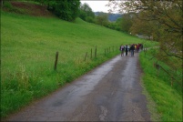 68230 Wasserbourg.  Tous les ans, au printemps et en automne la vallée de Munster est le théâtre de la fête de la transhumance. A cette occasion vous pouvez accompagner les troupeaux qui montent passer l’été sur les chaumes ou qui redescendent en automne. Le 12 mai 2012, nous voyons ici la transhumance du troupeau de la ferme-auberge du Buchwald, mais c’est la même chose pour ceux des autres fermes. Les vaches de race vosgienne, dont c’est un peu la fête sont à l’honneur, à cette occasion les cloches sont mises au cou des bêtes. : 68,Wasserbourg,ferme,auberge,Buchwald,transhumance