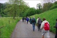 68230 Wasserbourg.  Tous les ans, au printemps et en automne la vallée de Munster est le théâtre de la fête de la transhumance. A cette occasion vous pouvez accompagner les troupeaux qui montent passer l’été sur les chaumes ou qui redescendent en automne. Le 12 mai 2012, nous voyons ici la transhumance du troupeau de la ferme-auberge du Buchwald, mais c’est la même chose pour ceux des autres fermes. Les vaches de race vosgienne, dont c’est un peu la fête sont à l’honneur, à cette occasion les cloches sont mises au cou des bêtes. : 68,Wasserbourg,ferme,auberge,Buchwald,transhumance