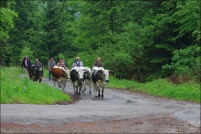 68230 Wasserbourg.  Tous les ans, au printemps et en automne la vallée de Munster est le théâtre de la fête de la transhumance. A cette occasion vous pouvez accompagner les troupeaux qui montent passer l’été sur les chaumes ou qui redescendent en automne. Le 12 mai 2012, nous voyons ici la transhumance du troupeau de la ferme-auberge du Buchwald, mais c’est la même chose pour ceux des autres fermes. Les vaches de race vosgienne, dont c’est un peu la fête sont à l’honneur, à cette occasion les cloches sont mises au cou des bêtes. : 68,Wasserbourg,ferme,auberge,Buchwald,transhumance