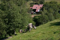 68290 Bourbach-le-Haut.  Ferme-auberge des Buissonnets. : 68,Bourbach-le-Haut,ferme,auberge,les Buissonnets