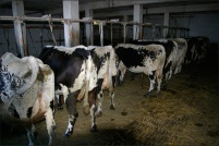 68290 Bourbach-le-Haut.  Ferme-auberge des Buissonnets. : 68,Bourbach-le-Haut,ferme,auberge,les Buissonnets