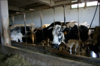 68290 Bourbach-le-Haut.  Ferme-auberge des Buissonnets. : 68,Bourbach-le-Haut,ferme,auberge,les Buissonnets