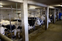 68610 Geishouse.  Ferme-auberge du Haag. : 68,Geishouse,ferme,auberge,Haag