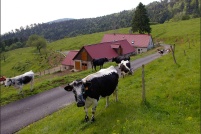 68360 Soultz.  Ferme-auberge du Kohlschag. : 68,Soultz,ferme,auberge,Kohlschag