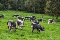 68230 Wasserbourg.  Transhumance de ferme-auberge du Strohberg. Escale à la ferme-auberge du Ried. : 68,Wasserbourg,ferme,auberge,Strohberg,transhumance