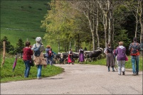 68230 Wasserbourg.  Transhumance de ferme-auberge du Strohberg. : 68,Wasserbourg,ferme,auberge,Strohberg,transhumance