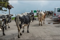 68-Ferme-auberge-Strohberg-transhumance