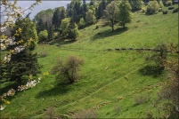 68230 Wasserbourg.  Transhumance de ferme-auberge du Strohberg. : 68,Wasserbourg,ferme,auberge,Strohberg,transhumance