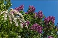 68150-Hunawihr.  Couleurs de printemps. : 68,haut-rhin,Hunawihr,église,fortifiée,rue