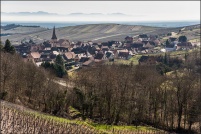 68230-Niedermorschwihr. : 68,haut-rhin,Niedermorschwihr,vignoble