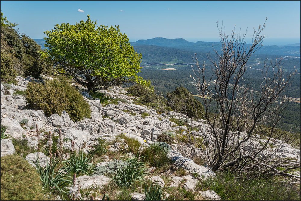83-Sainte-Baume.