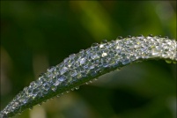 88400-Xonrupt-Longemer.  Rosée dans la tourbière de Longemer. : rosée
