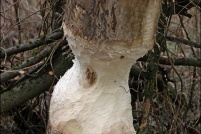 88600-Beaumenil.  Arbre rongé par les castors.