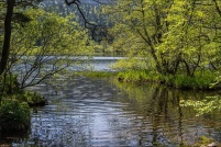 88400-Xonrupt-Longemer.  Lac de Retournemer. : 88,Xonrupt,Longemer,Lac,Retournemer